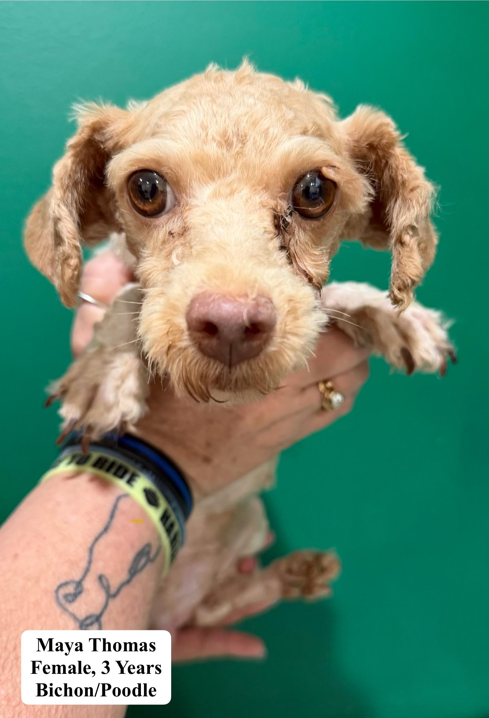 Maya Thomas, Adoptable, Adult Female Bichon Frise & Poodle.