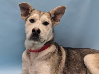 Olivia, Adoptable, Puppy Female German Shepherd Dog & Mixed Breed.