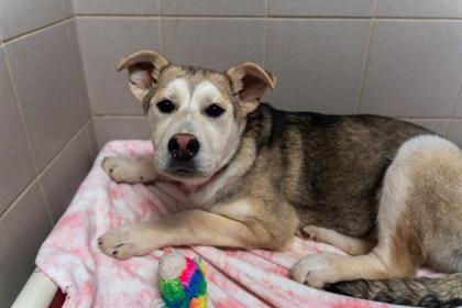 Enlarge Olivia, a Adoptable mixed breed in Woodbury, MN image 2/3