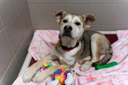 Enlarge Olivia, a Adoptable mixed breed in Woodbury, MN image 3/3