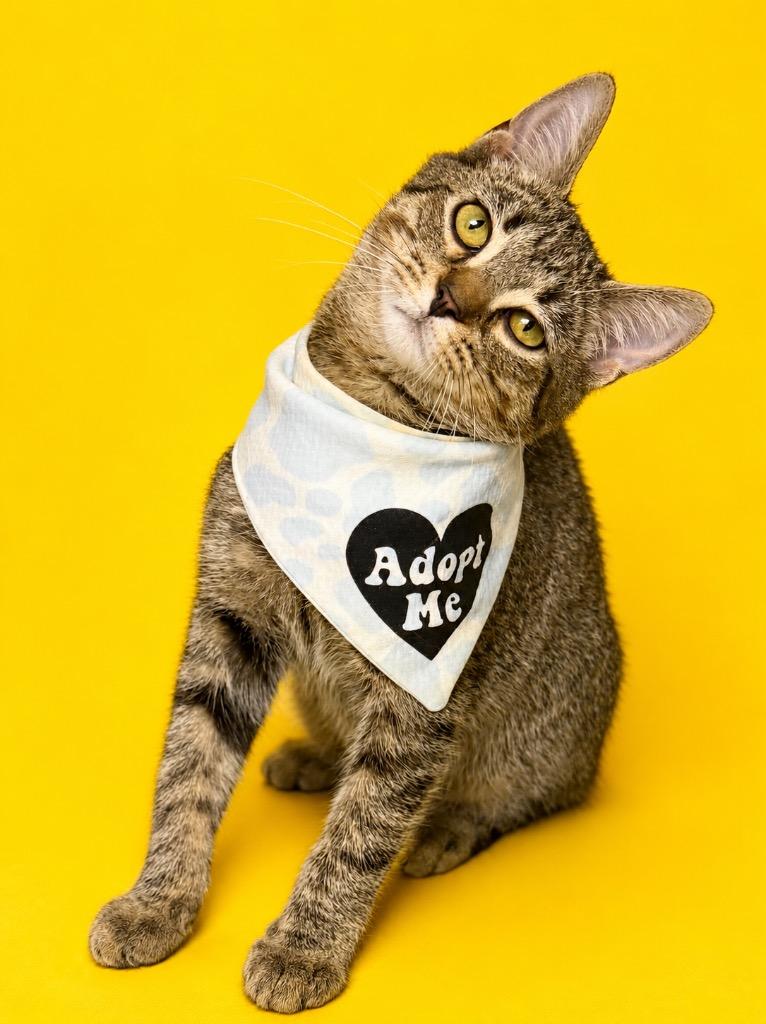 Yucca, Adoptable, Kitten Male Domestic Short Hair.