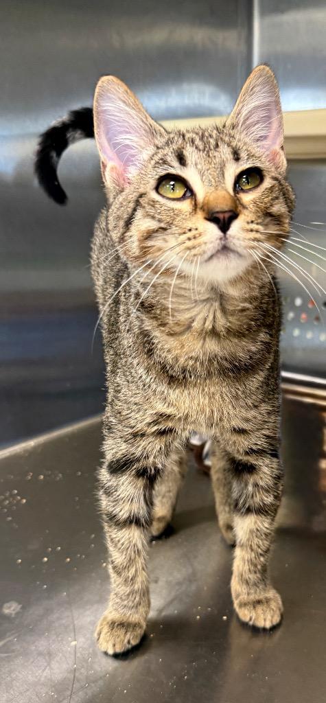 Enlarge Yucca, a Adoptable mixed breed in Columbia, TN image 2/2