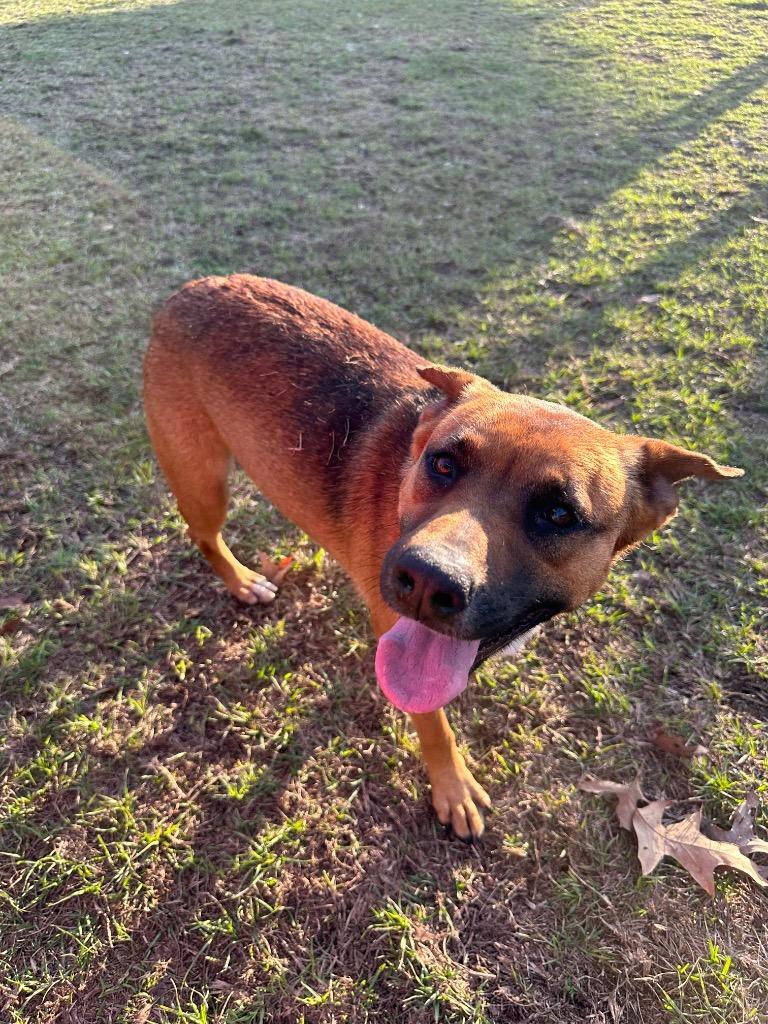 Francine, a Adoptable mixed breed in St. Francisville, LA image 1/6