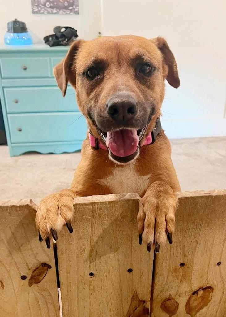 Enlarge Francine, a Adoptable mixed breed in St. Francisville, LA image 2/6