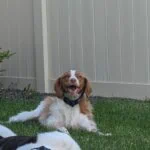 Enlarge ELLI  #20038301   Idaho, a Adopted Brittany Spaniel in Salt Lake City, UT image 2/4