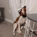 Enlarge ELLI  #20038301   Idaho, a Adopted Brittany Spaniel in Salt Lake City, UT image 4/4