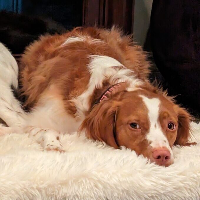 Enlarge ELLI  #20038301   Idaho, a Adopted Brittany Spaniel in Salt Lake City, UT image 1/4