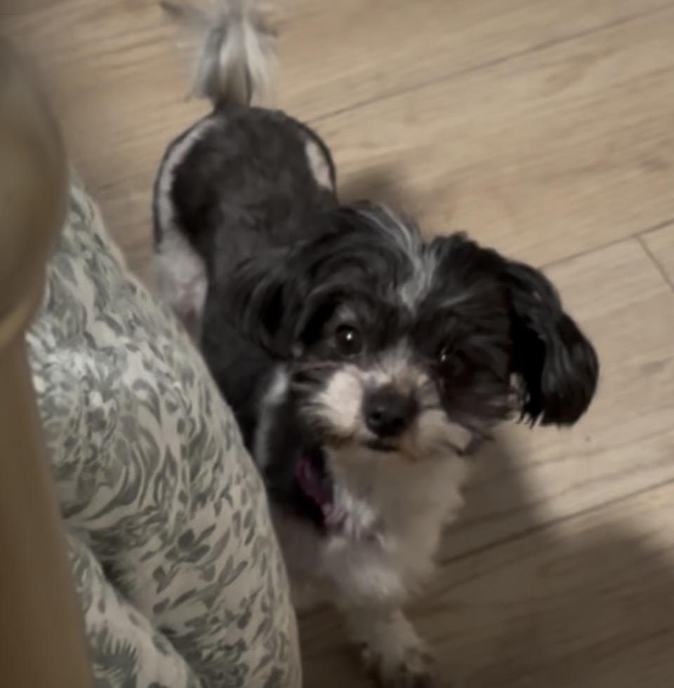 Enlarge Sarah. ADOPTED, an adopted Maltipoo in Union Grove, WI image 1/3