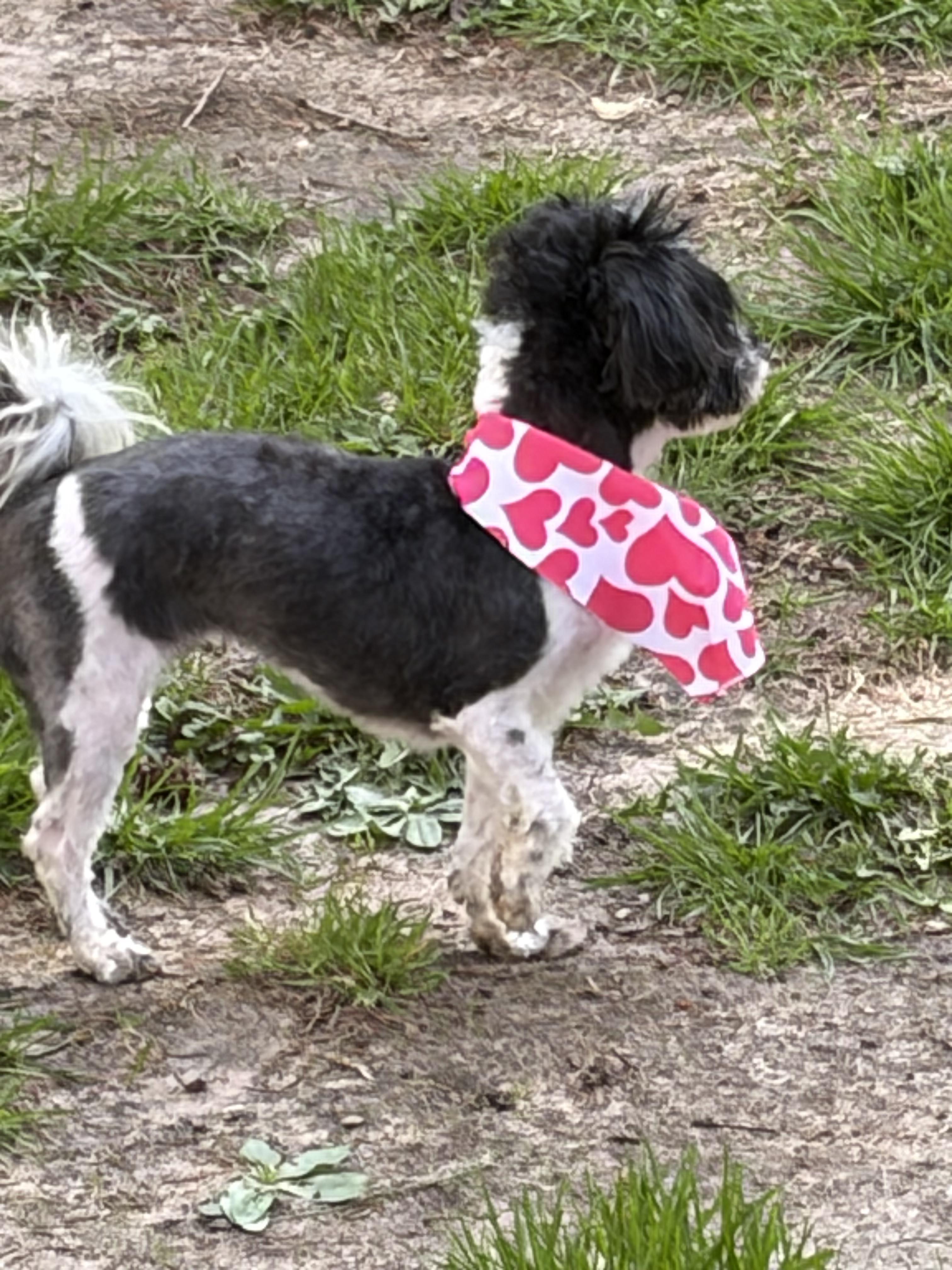 Enlarge Sarah. ADOPTED, an adopted Maltipoo in Union Grove, WI image 2/3