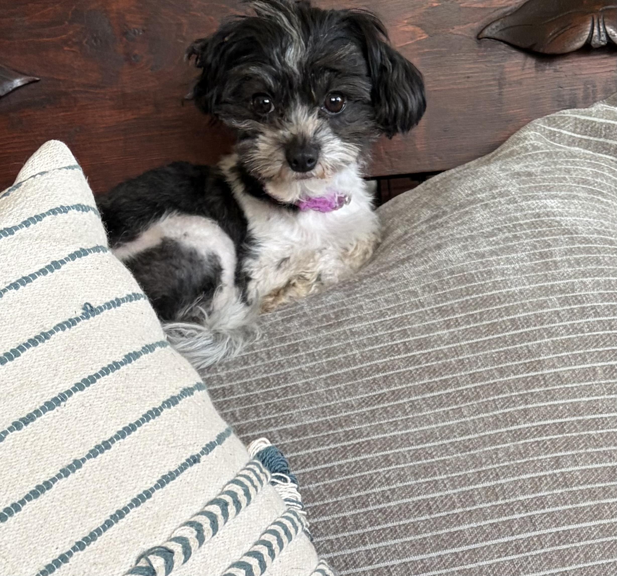 Enlarge Sarah. ADOPTED, an adopted Maltipoo in Union Grove, WI image 3/3
