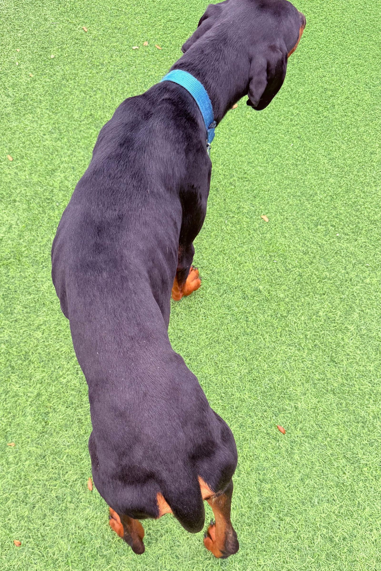 Tank 3483, Adoptable, Young Male Doberman Pinscher.