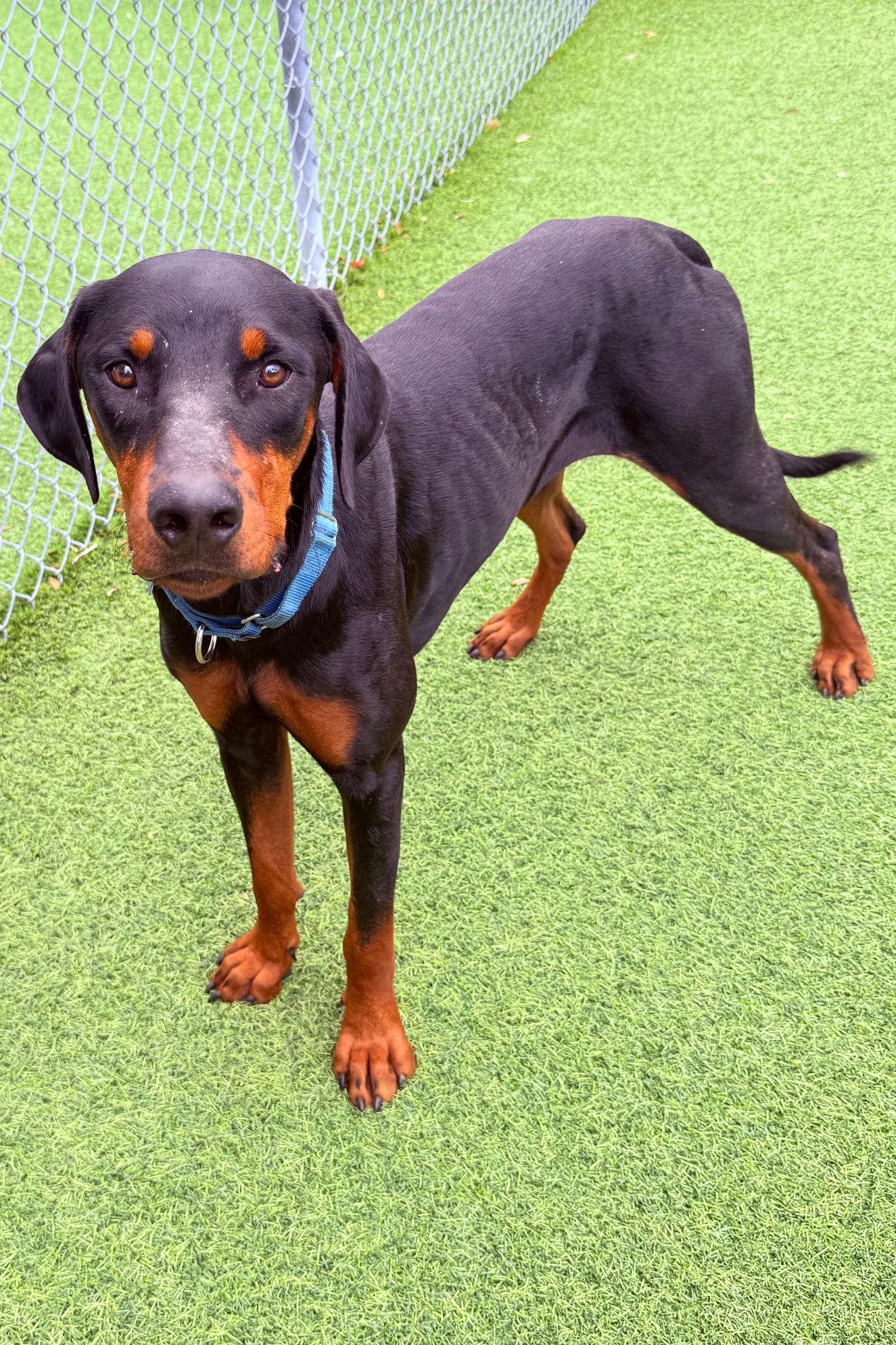 Tank 3483, a Adoptable Doberman Pinscher in Oakland Park, FL image 2/3