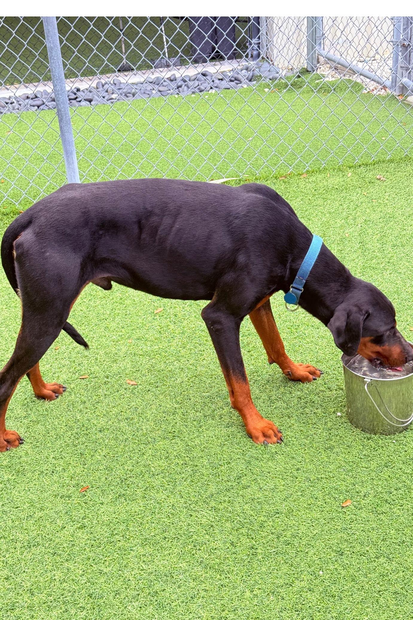 Tank 3483, a Adoptable Doberman Pinscher in Oakland Park, FL image 3/3