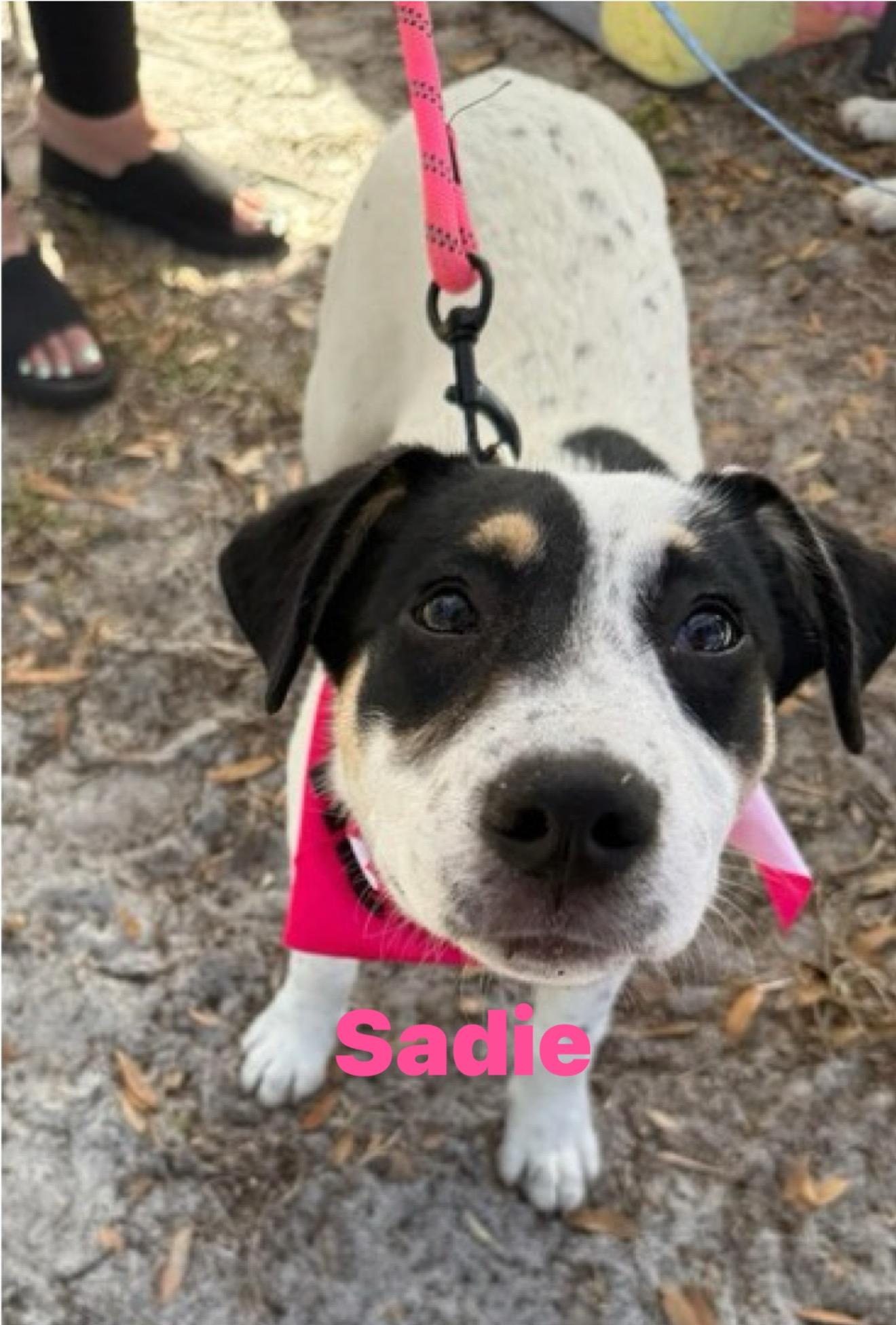 Enlarge Sadie, an adopted mixed breed in Palm Bay, FL image 2/6
