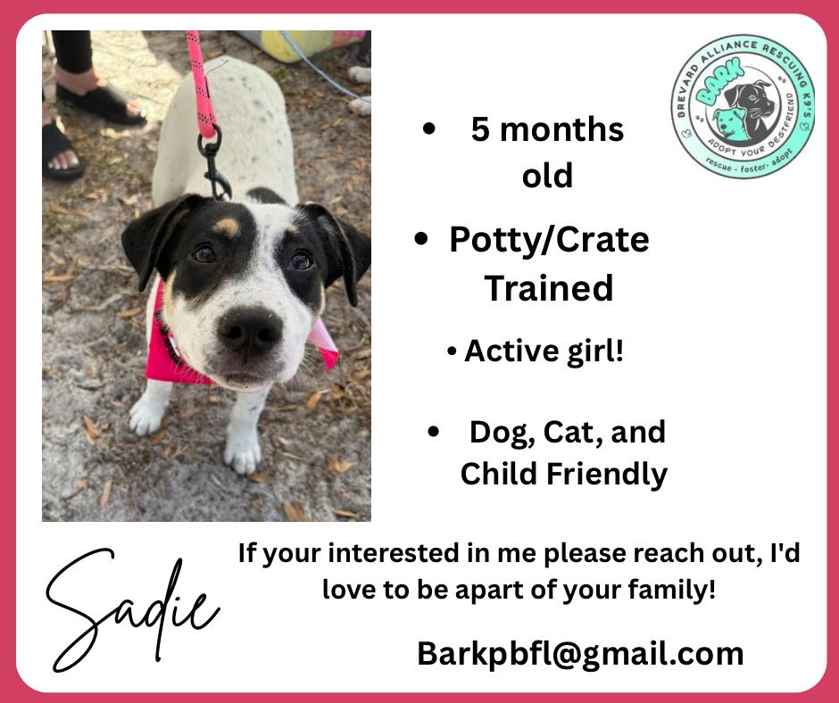 Sadie, adopted, Puppy Female Siberian Husky & Pit Bull Terrier.