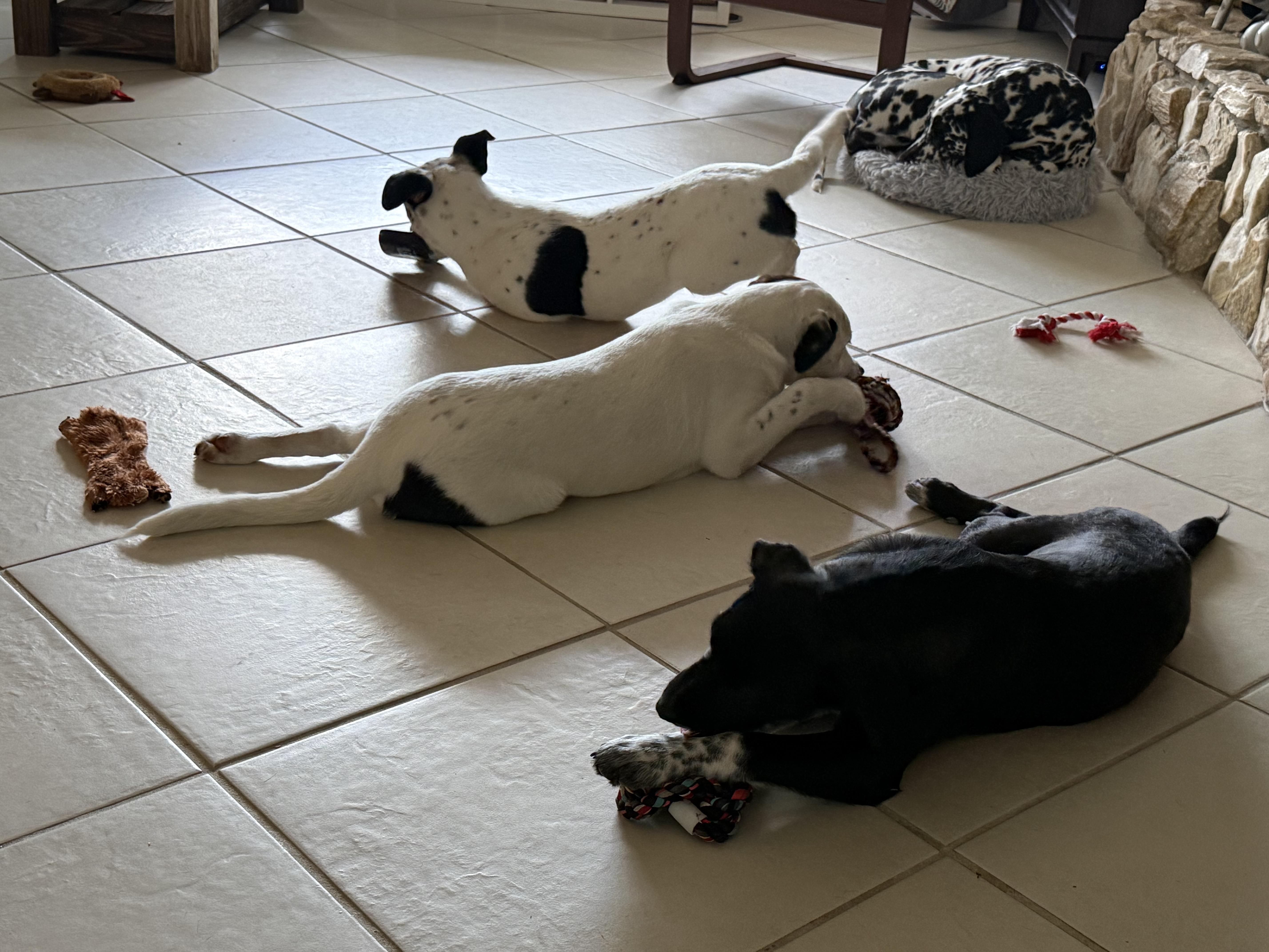 Enlarge Sadie, an adopted mixed breed in Palm Bay, FL image 3/6