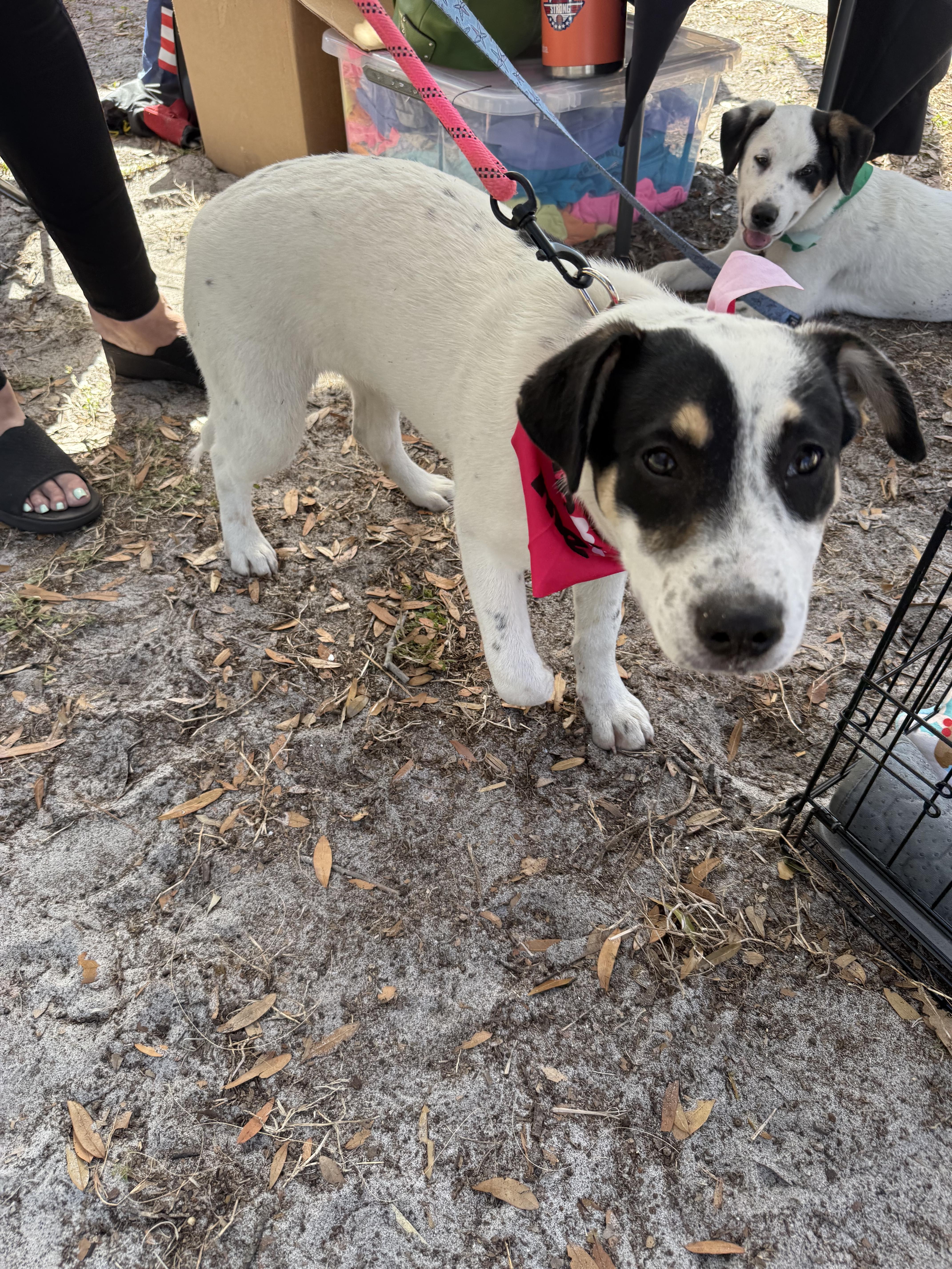 Enlarge Sadie, an adopted mixed breed in Palm Bay, FL image 4/6