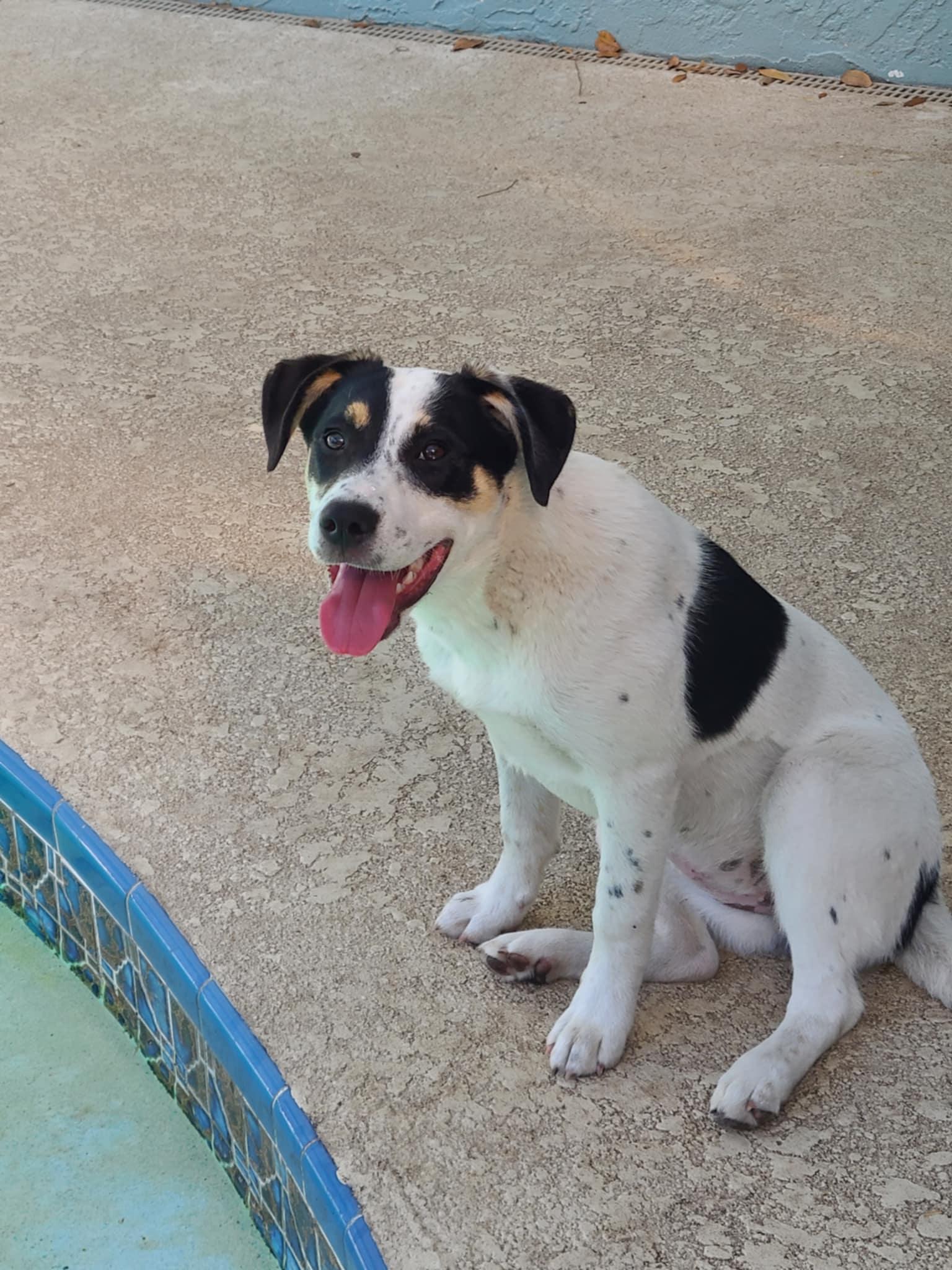 Enlarge Sadie, an adopted mixed breed in Palm Bay, FL image 5/6