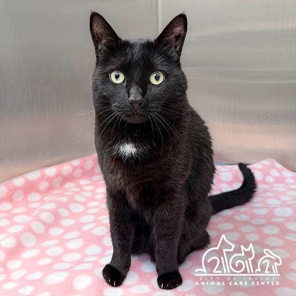LAILA, Adoptable, Adult Female Domestic Short Hair.