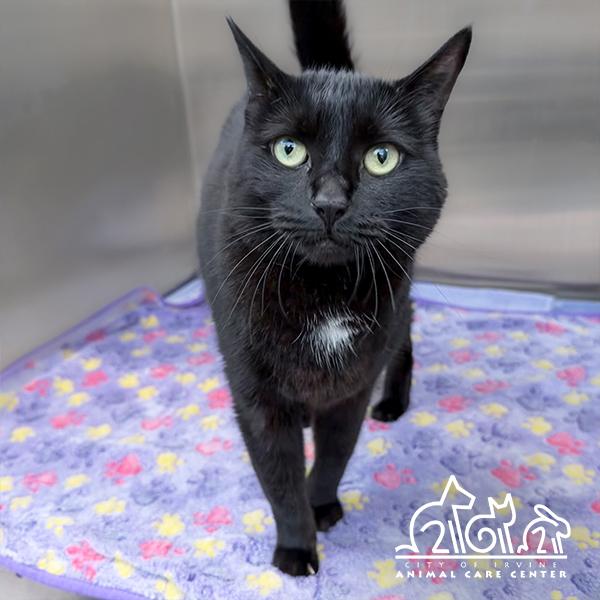 LAILA, Adoptable, Adult Female Domestic Short Hair.