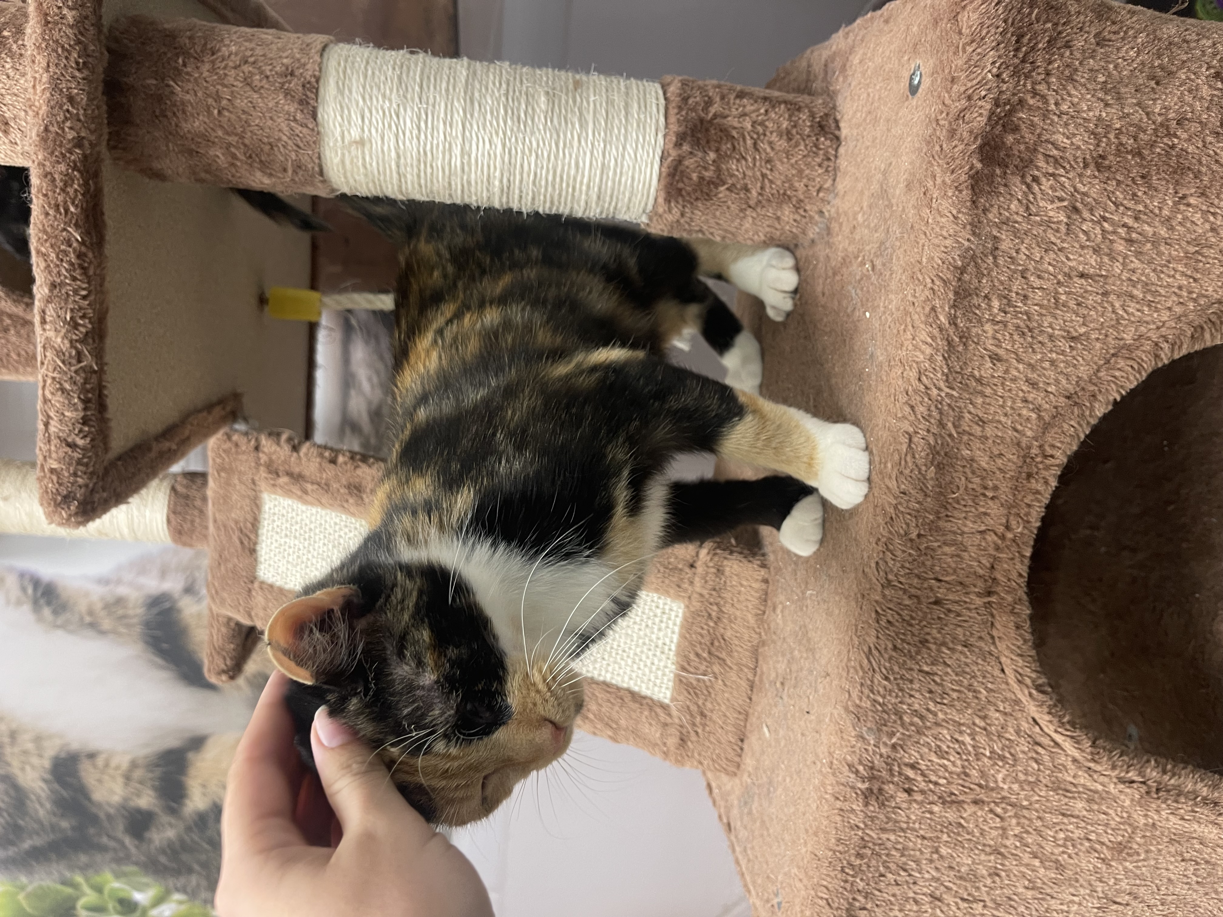 Pumpkin, Adopted, Young Female Domestic Short Hair.