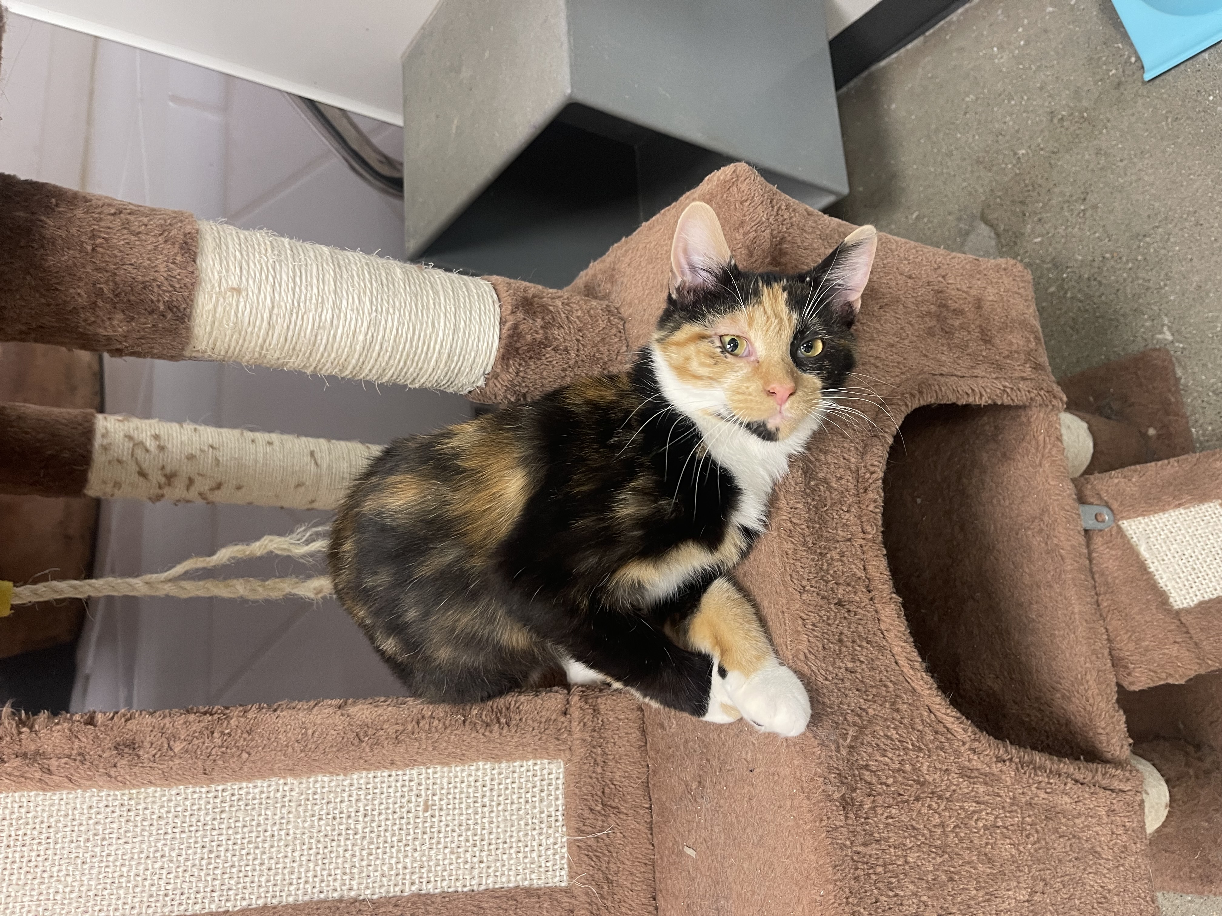 Enlarge Pumpkin, a Adopted Domestic Short Hair in Heath, OH image 2/4