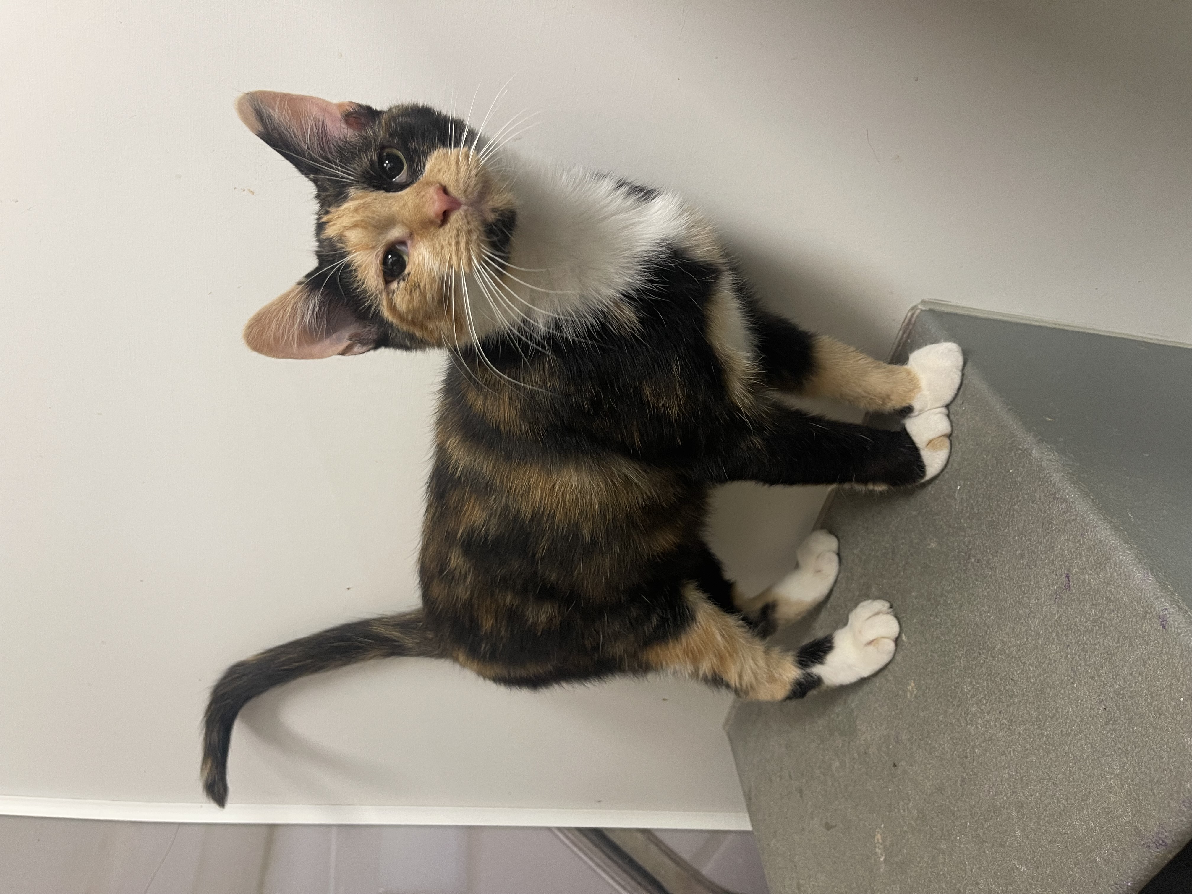 Enlarge Pumpkin, a Adopted Domestic Short Hair in Heath, OH image 3/4