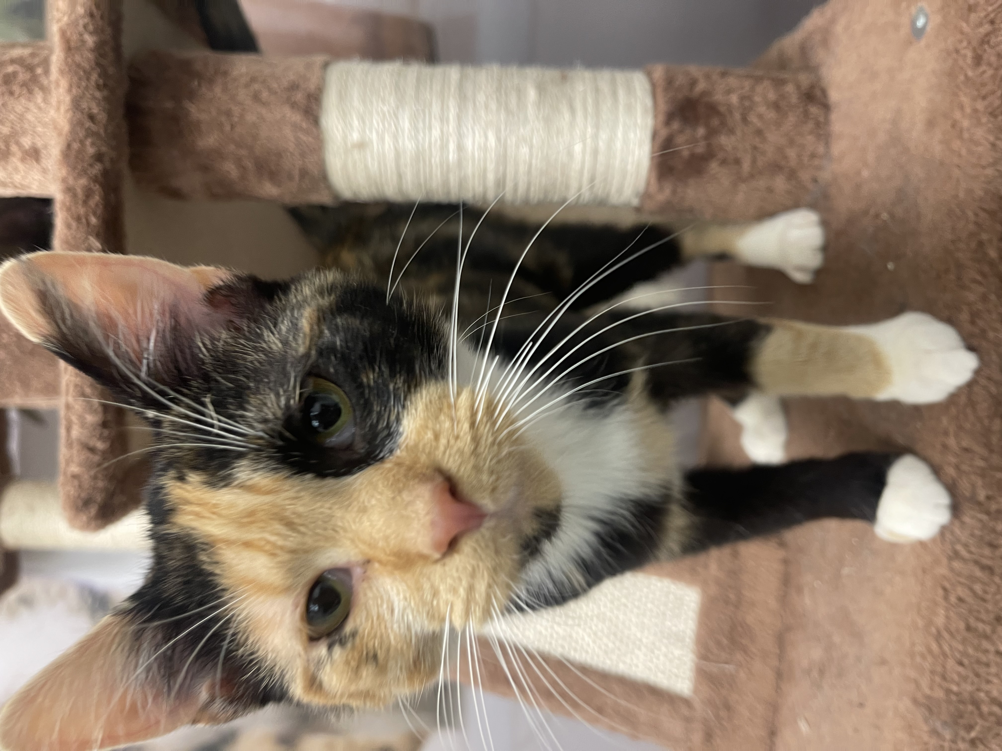 Enlarge Pumpkin, a Adopted Domestic Short Hair in Heath, OH image 4/4