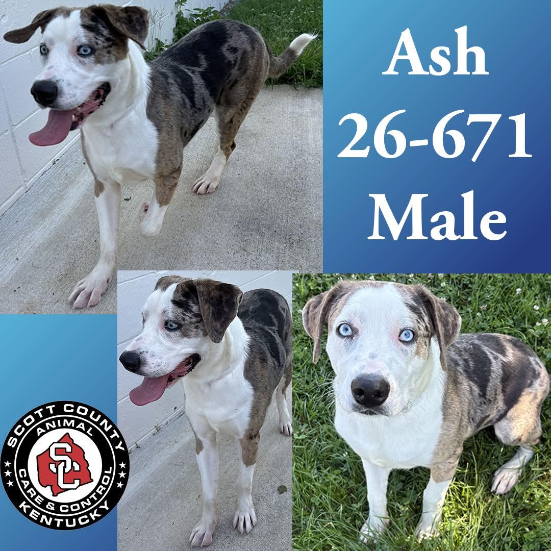 Ash, Adoptable, Young Male Catahoula Leopard Dog & Australian Shepherd.
