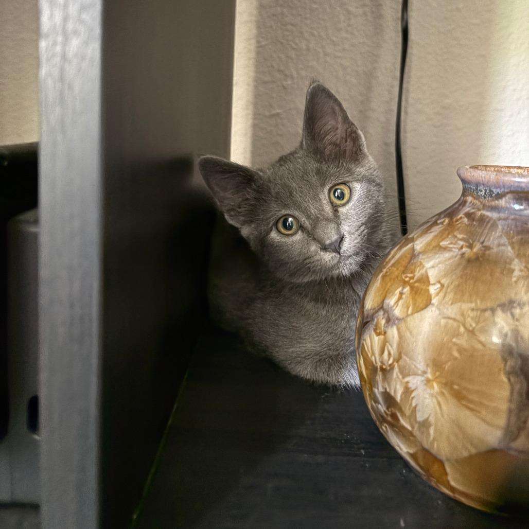 Houdini, Adoptable, Kitten Male Domestic Short Hair.