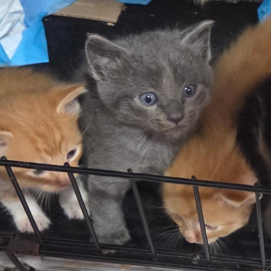 Enlarge Houdini, a Adoptable Domestic Short Hair in San Diego, CA image 2/4