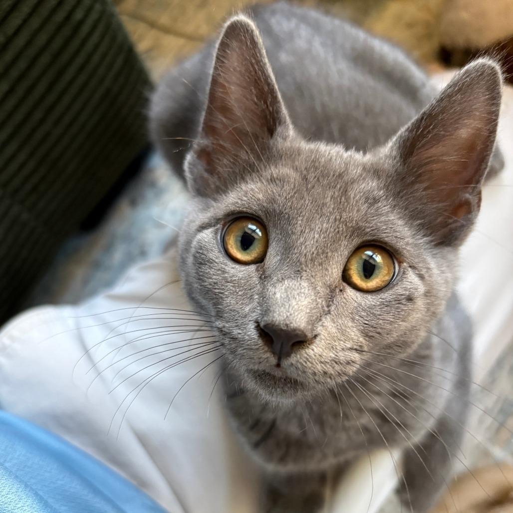 Enlarge Houdini, a Adoptable Domestic Short Hair in San Diego, CA image 3/4
