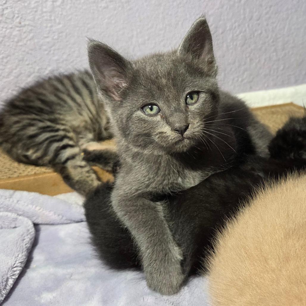 Enlarge Houdini, a Adoptable Domestic Short Hair in San Diego, CA image 4/4