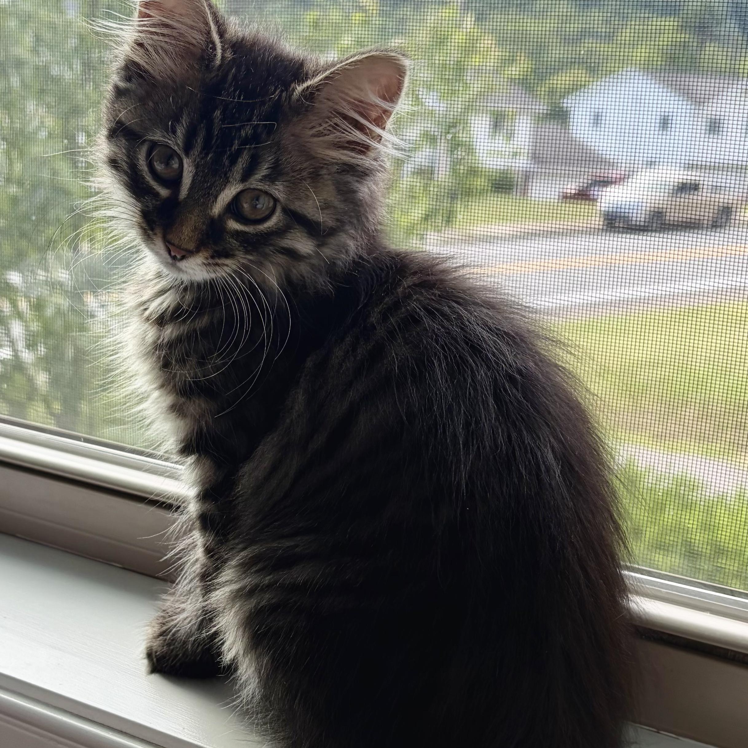 Stardust, an adopted mixed breed in Scranton, PA image 3/5
