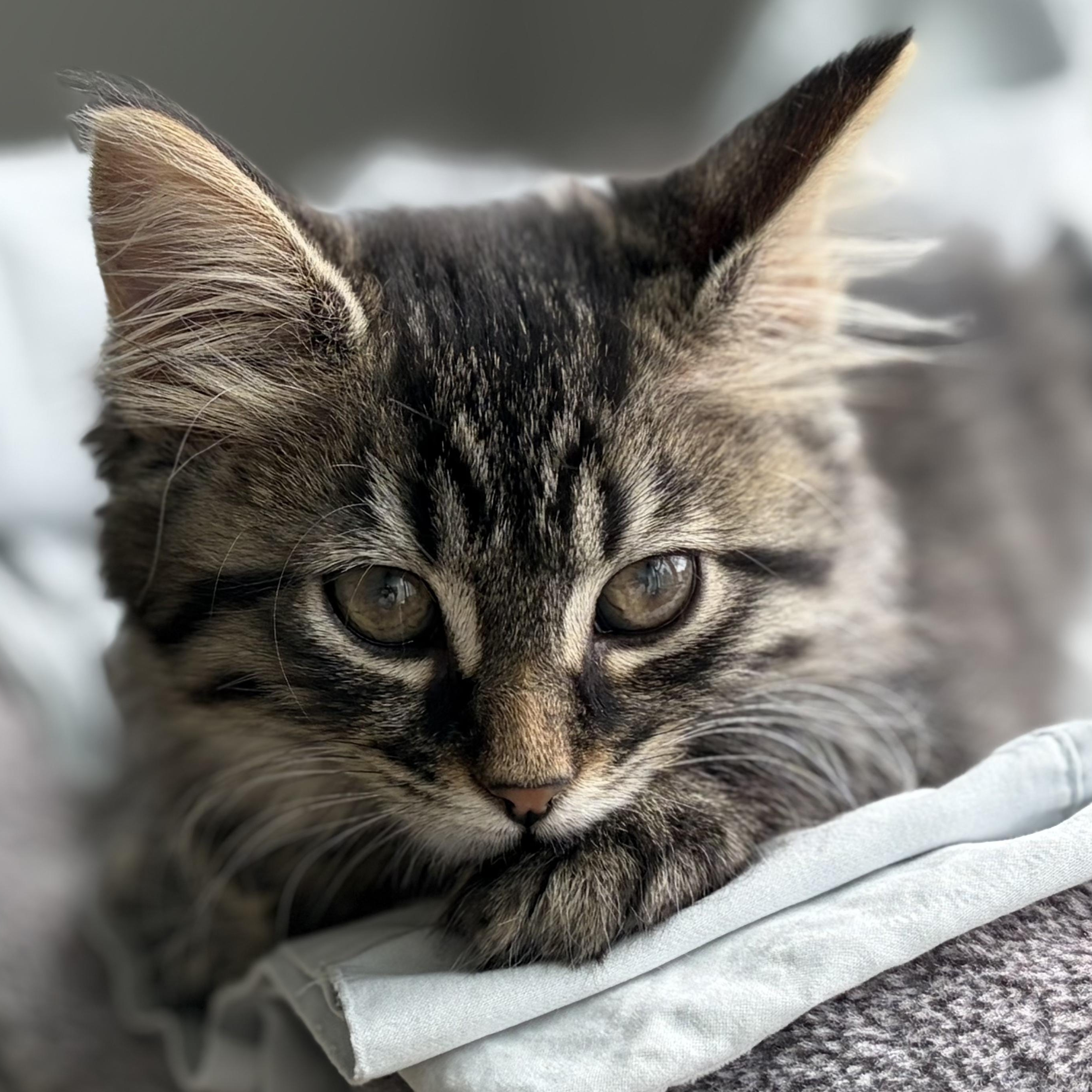Stardust, an adopted mixed breed in Scranton, PA image 1/5