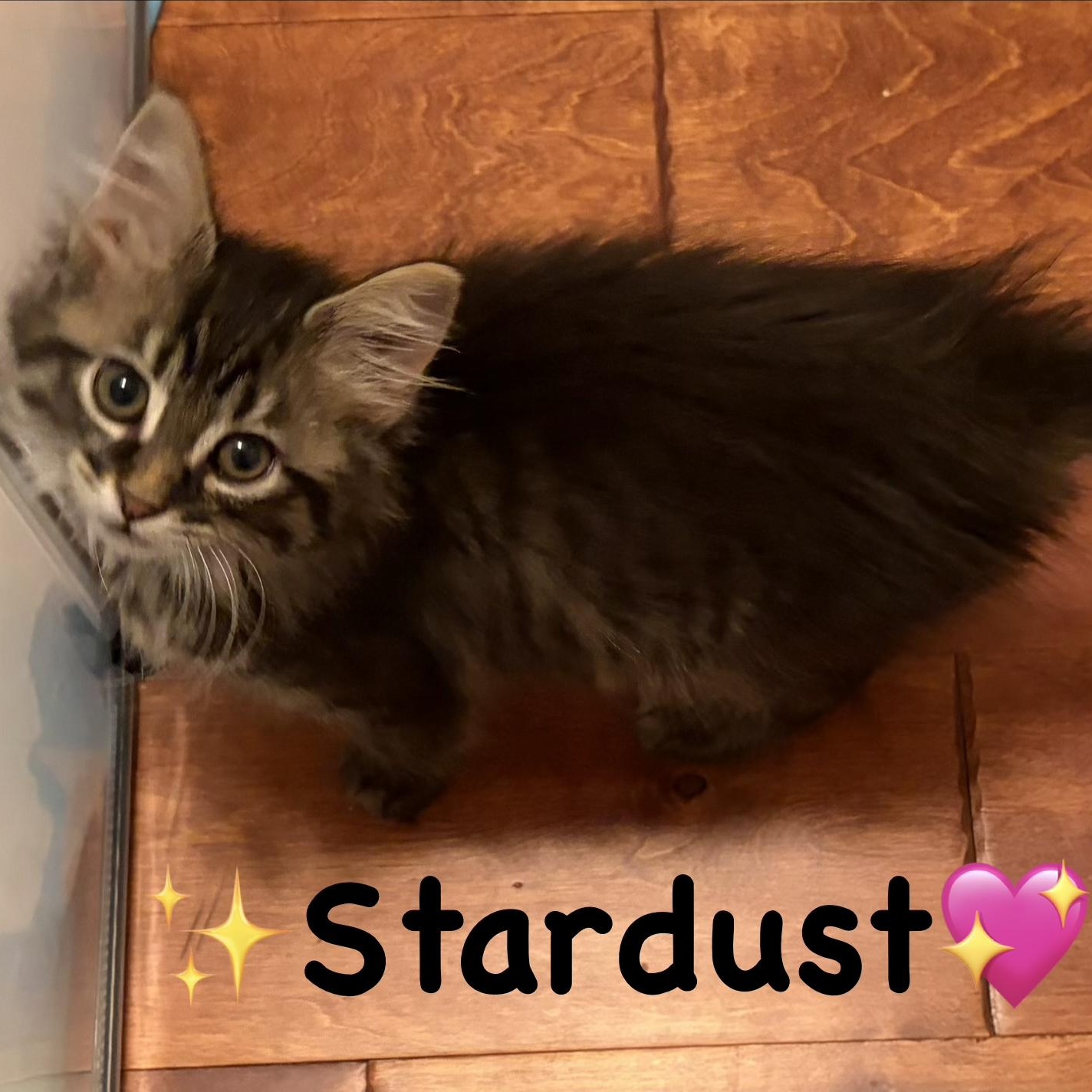 Stardust, an adopted mixed breed in Scranton, PA image 4/5