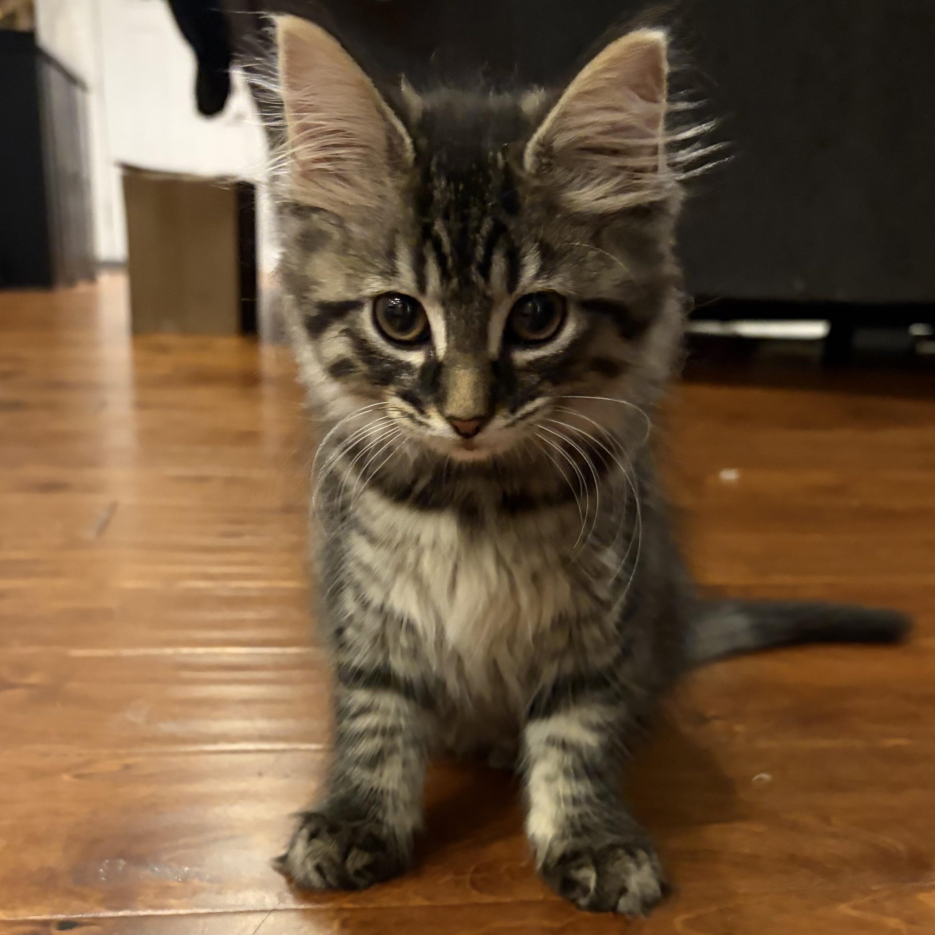 Stardust, an adopted mixed breed in Scranton, PA image 5/5