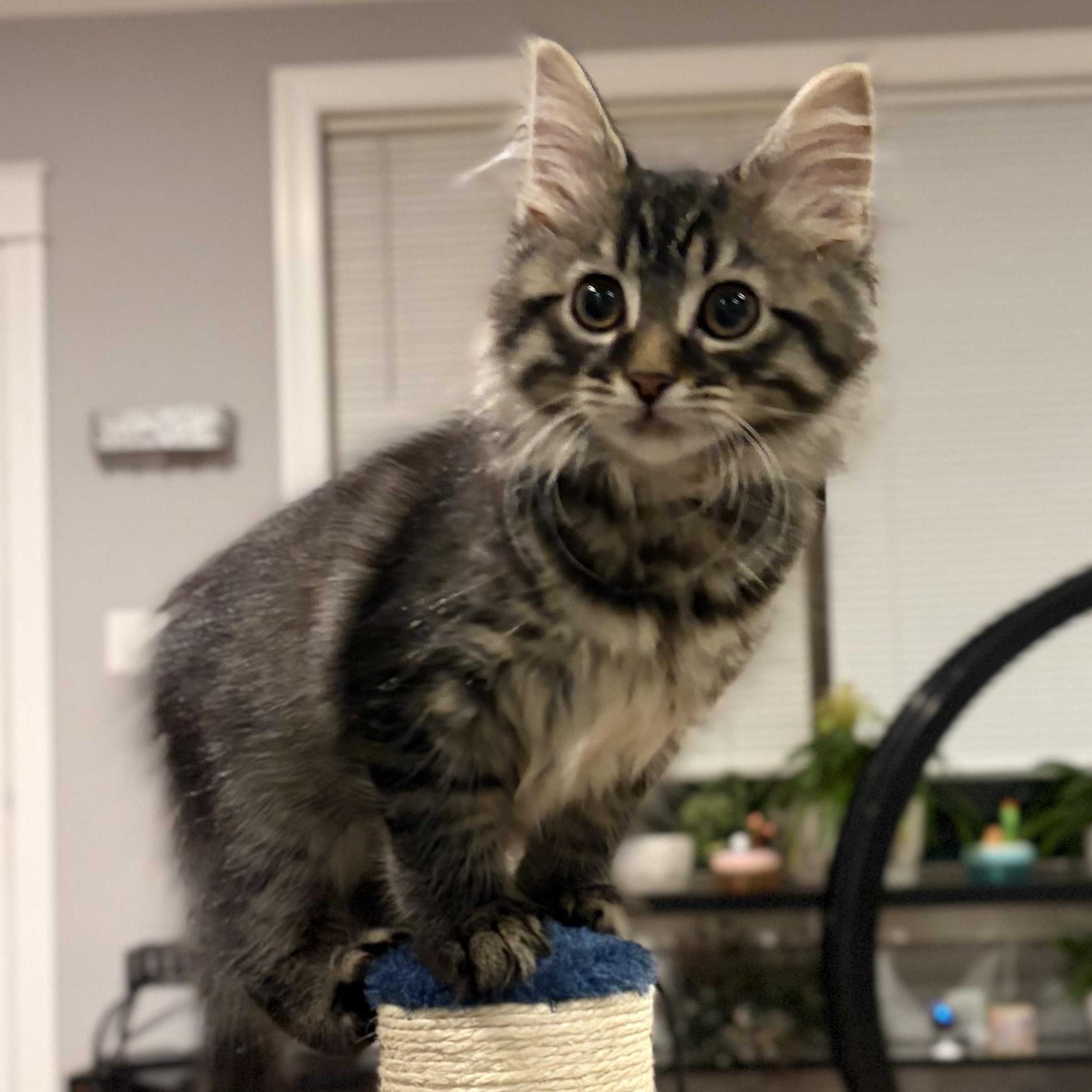 Stardust, an adopted mixed breed in Scranton, PA image 2/5