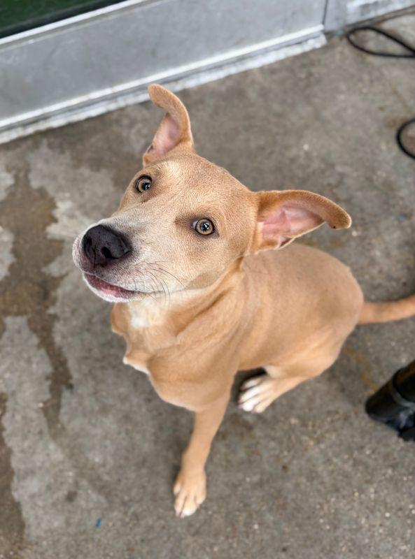 Enlarge Neon, a Adoptable mixed breed in Portland, ME image 2/3