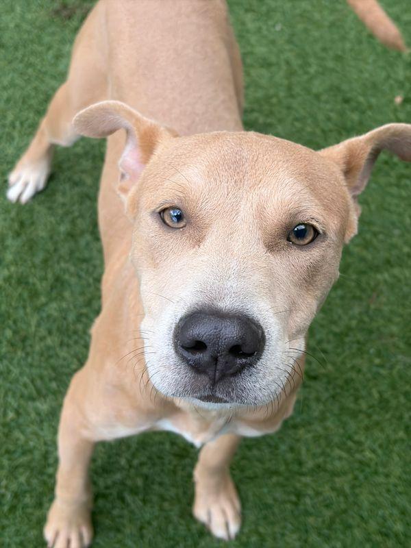 Enlarge Neon, a Adoptable mixed breed in Portland, ME image 3/3