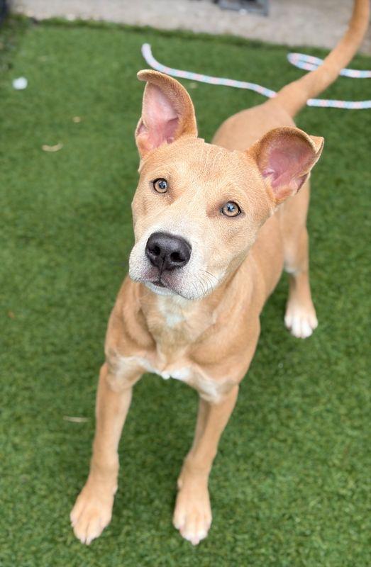 Neon, Adoptable, Puppy Male Labrador Retriever.