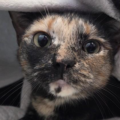 Noodle, Adoptable, Adult Female Domestic Short Hair & Domestic Short Hair.