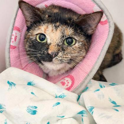 Noodle, Adoptable, Adult Female Domestic Short Hair & Domestic Short Hair.