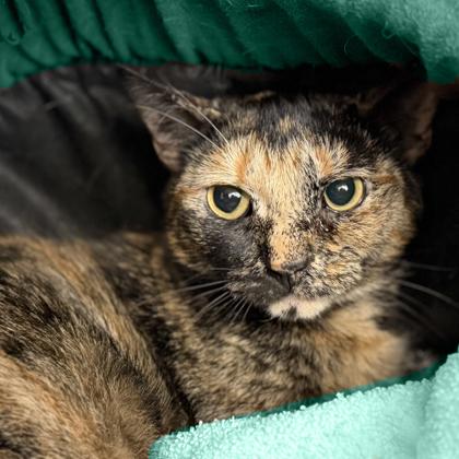 Enlarge Noodle, a Adoptable mixed breed in Voorhees, NJ image 2/3