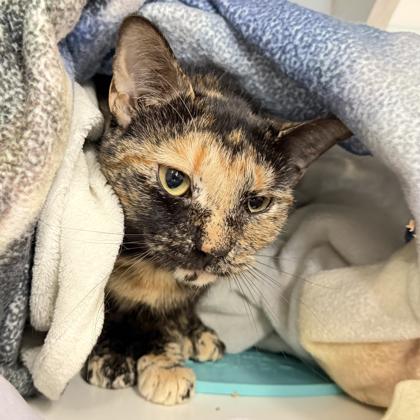 Enlarge Noodle, a Adoptable mixed breed in Voorhees, NJ image 3/3