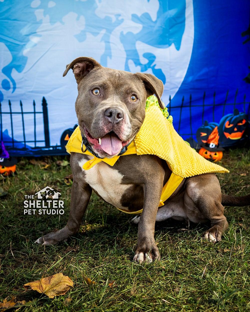 Summit AVAILABLE, Adoptable, Adult Male Pit Bull Terrier.