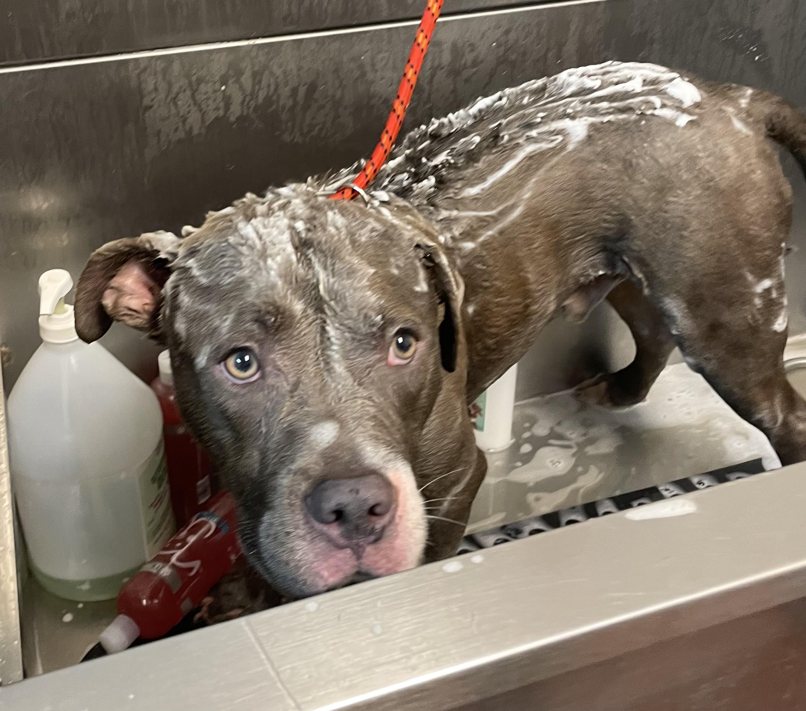 Enlarge Summit AVAILABLE, a Adoptable Pit Bull Terrier in Canton, OH image 3/5