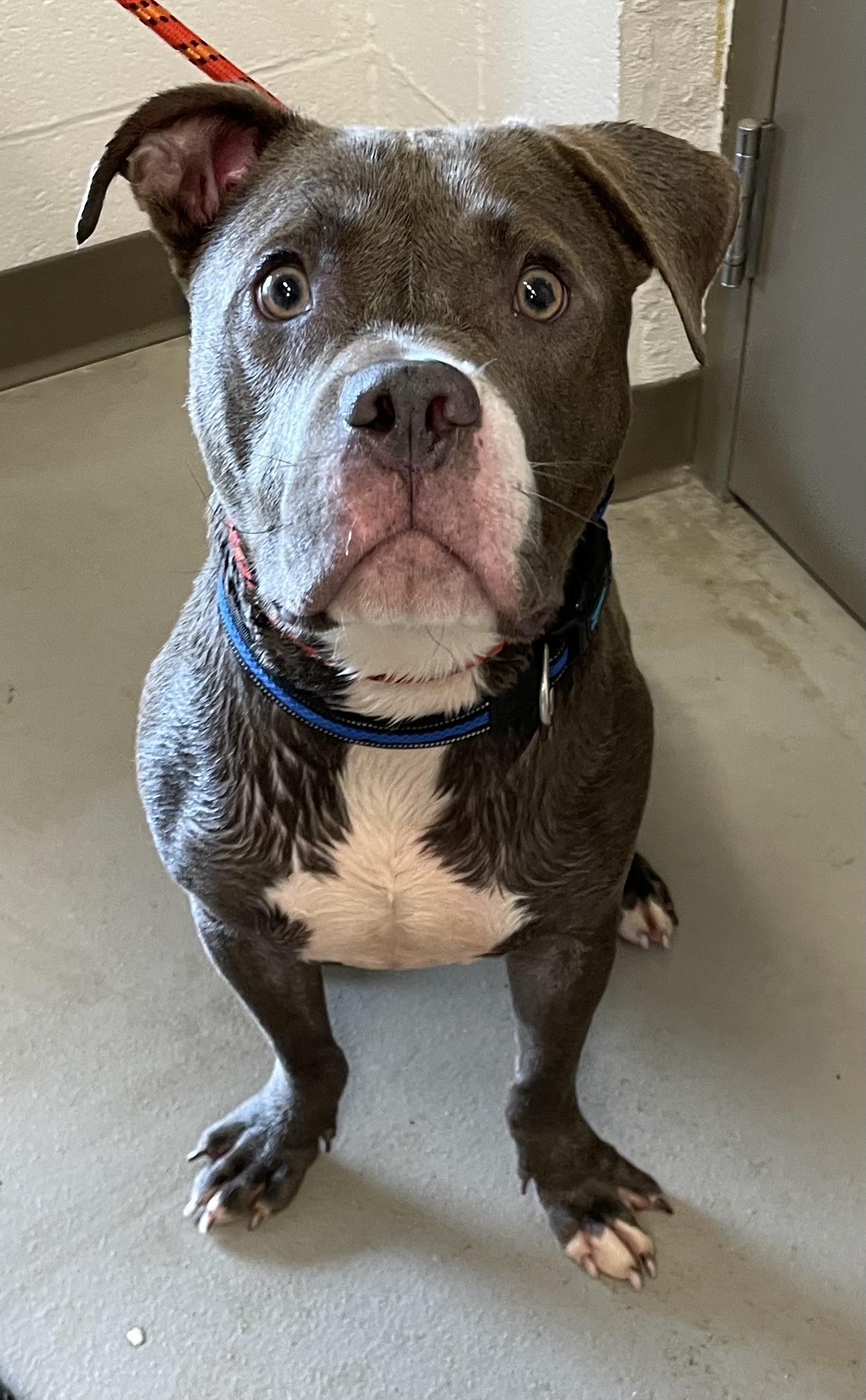 Enlarge Summit AVAILABLE, a Adoptable Pit Bull Terrier in Canton, OH image 2/5