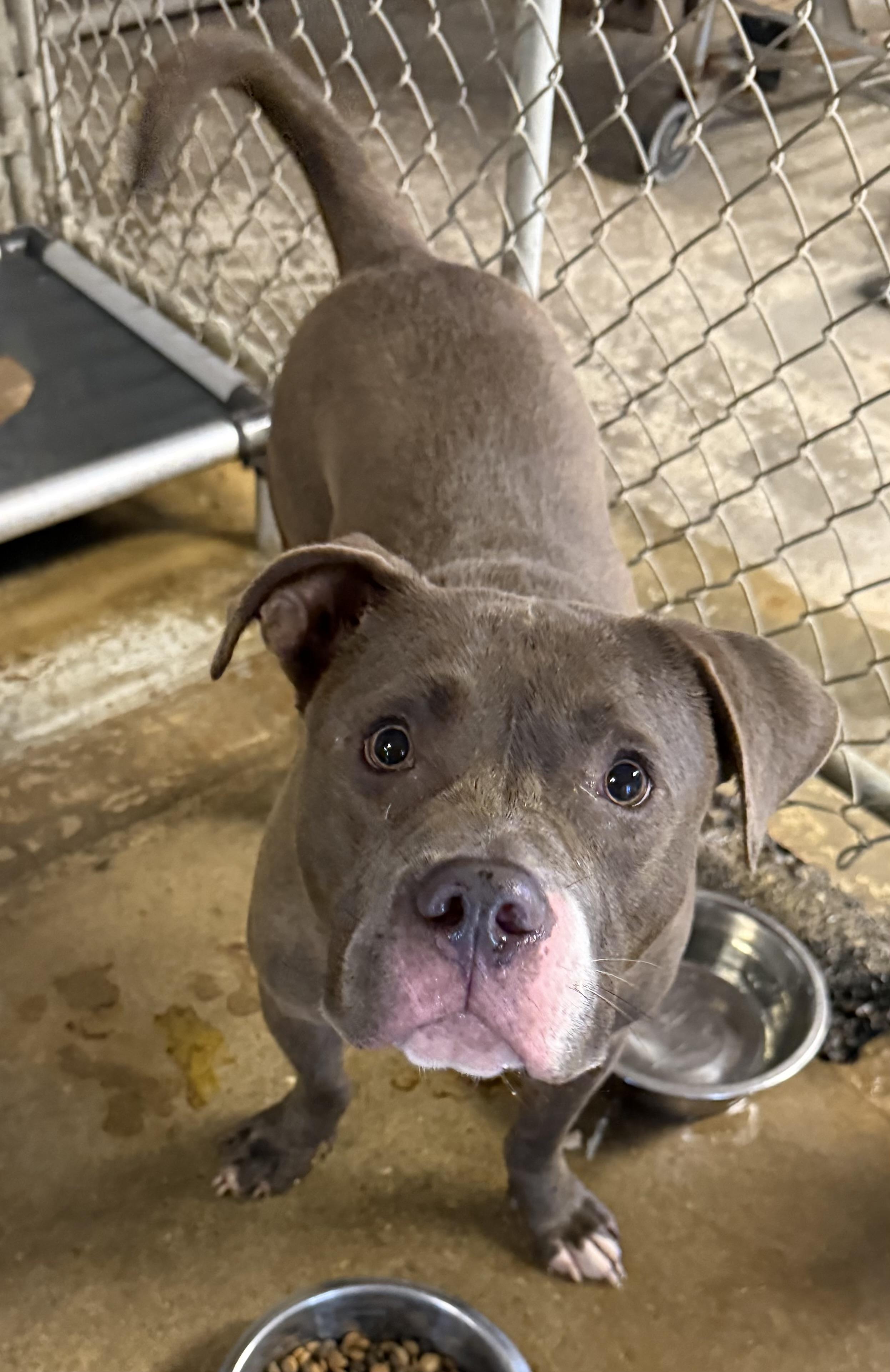 Enlarge Summit AVAILABLE, a Adoptable Pit Bull Terrier in Canton, OH image 4/5