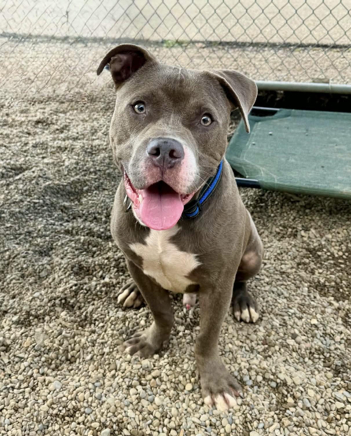 Summit AVAILABLE, Adoptable, Adult Male Pit Bull Terrier.